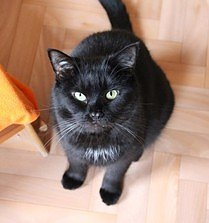 Zum Fr&uuml;hlingsfest konnte der Tierschutzverein Nordhausen viele G&auml;ste begr&uuml;&szlig;en