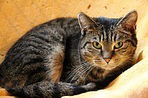 Zum Fr&uuml;hlingsfest konnte der Tierschutzverein Nordhausen viele G&auml;ste begr&uuml;&szlig;en