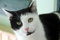 Zum Fr&uuml;hlingsfest konnte der Tierschutzverein Nordhausen viele G&auml;ste begr&uuml;&szlig;en