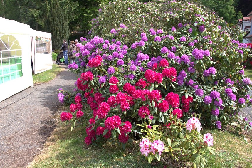 20. Rhododendron-Fest in S&uuml;lzhayn