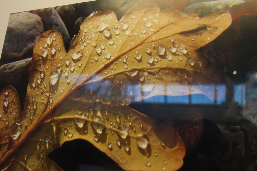 In der neuen Ausstellung der Kreissparkasse "Verg&auml;nglichkeiten" werden Natur und Handwerkskunst miteinander verbunden