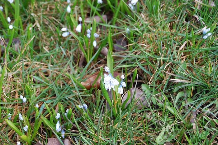 Fr&uuml;hling auf dem Berg