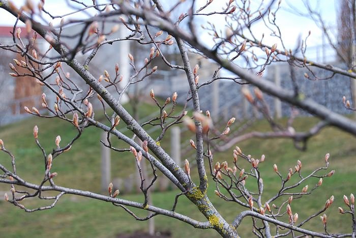 Fr&uuml;hling auf dem Berg