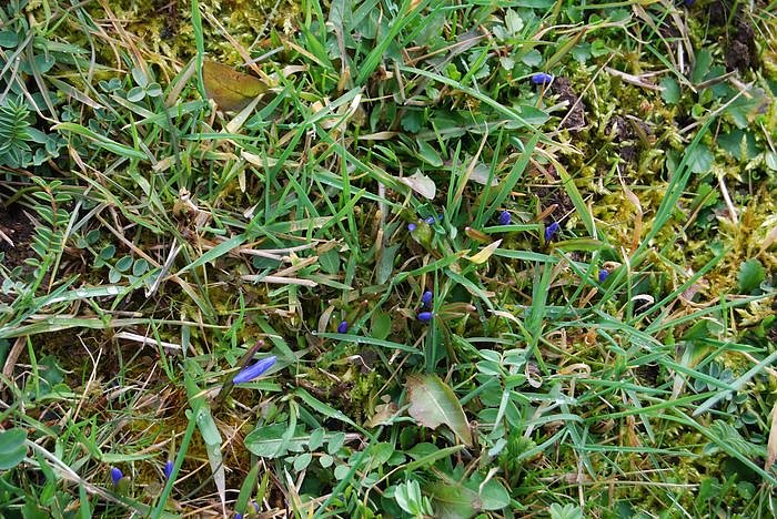 Fr&uuml;hling auf dem Berg