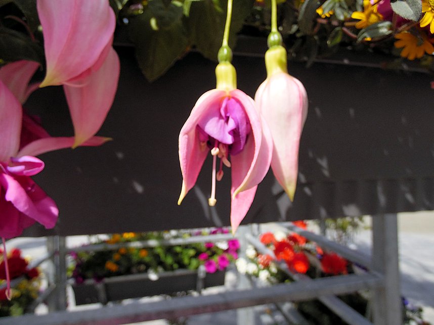 Landesgartenschau in Schmalkalden