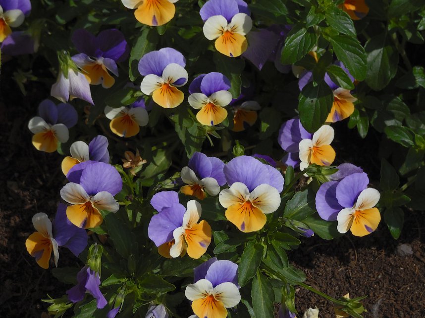 Landesgartenschau in Schmalkalden