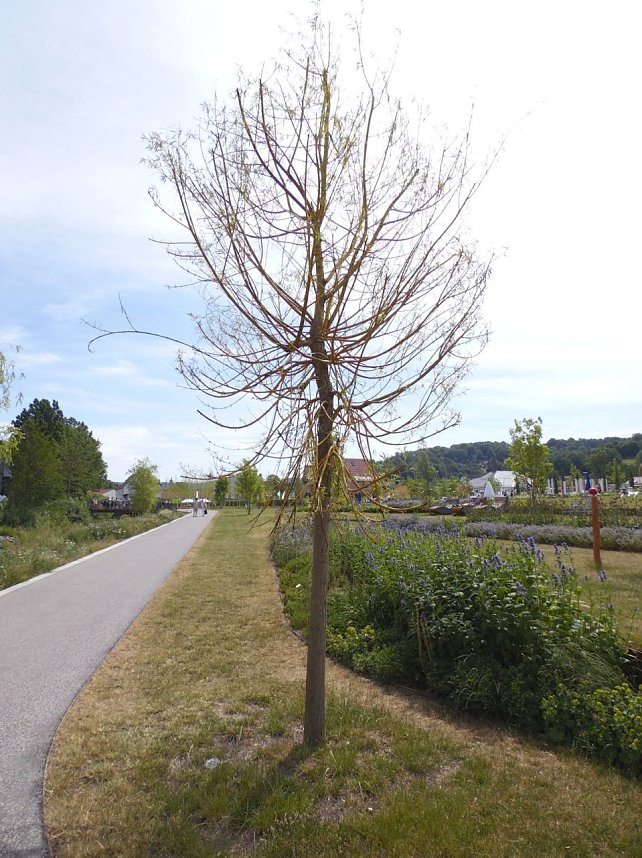 Landesgartenschau in Schmalkalden