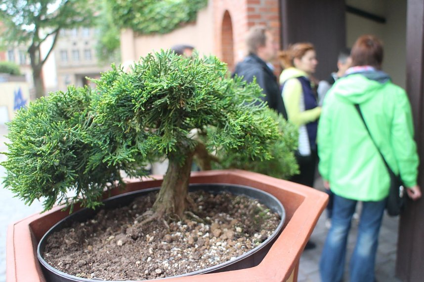 Fern&ouml;stliche Kunst in Gr&uuml;n - Bonsai-Ausstellung in der Echte Nordh&auml;user Traditionsbrennerei