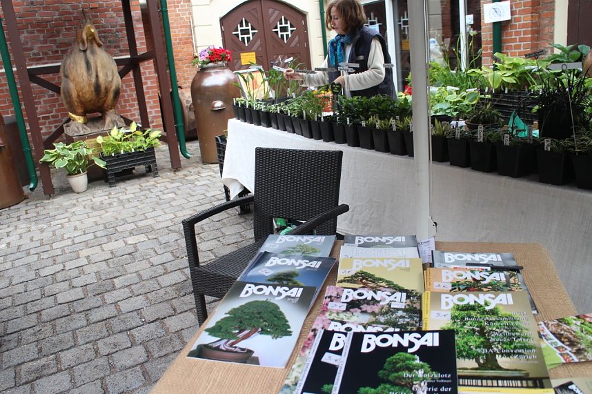 Fern&ouml;stliche Kunst in Gr&uuml;n - Bonsai-Ausstellung in der Echte Nordh&auml;user Traditionsbrennerei