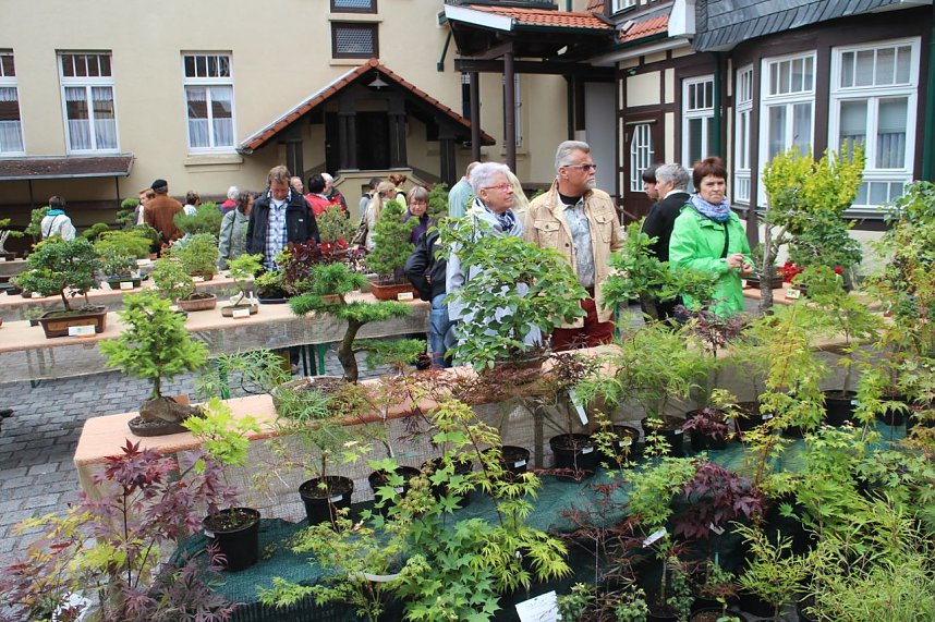 Fern&ouml;stliche Kunst in Gr&uuml;n - Bonsai-Ausstellung in der Echte Nordh&auml;user Traditionsbrennerei