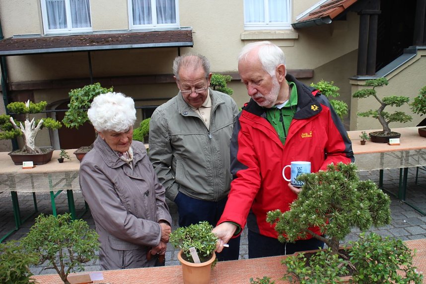 Fern&ouml;stliche Kunst in Gr&uuml;n - Bonsai-Ausstellung in der Echte Nordh&auml;user Traditionsbrennerei
