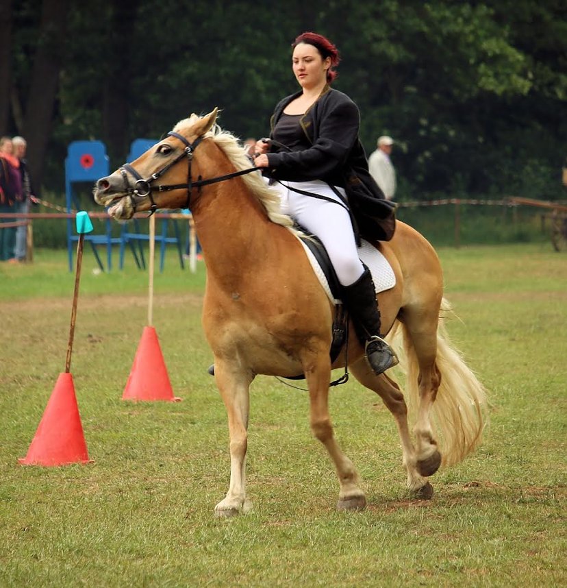 Pferde, Pferde und nochmals Pferde