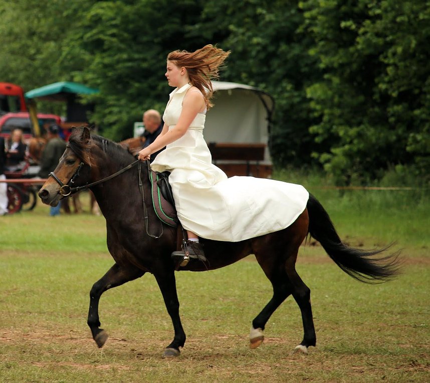 Pferde, Pferde und nochmals Pferde
