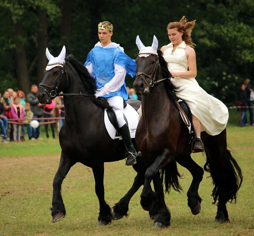 Pferde, Pferde und nochmals Pferde