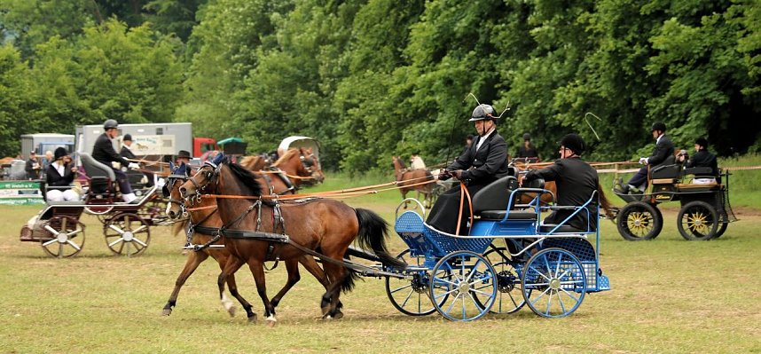 Pferde, Pferde und nochmals Pferde