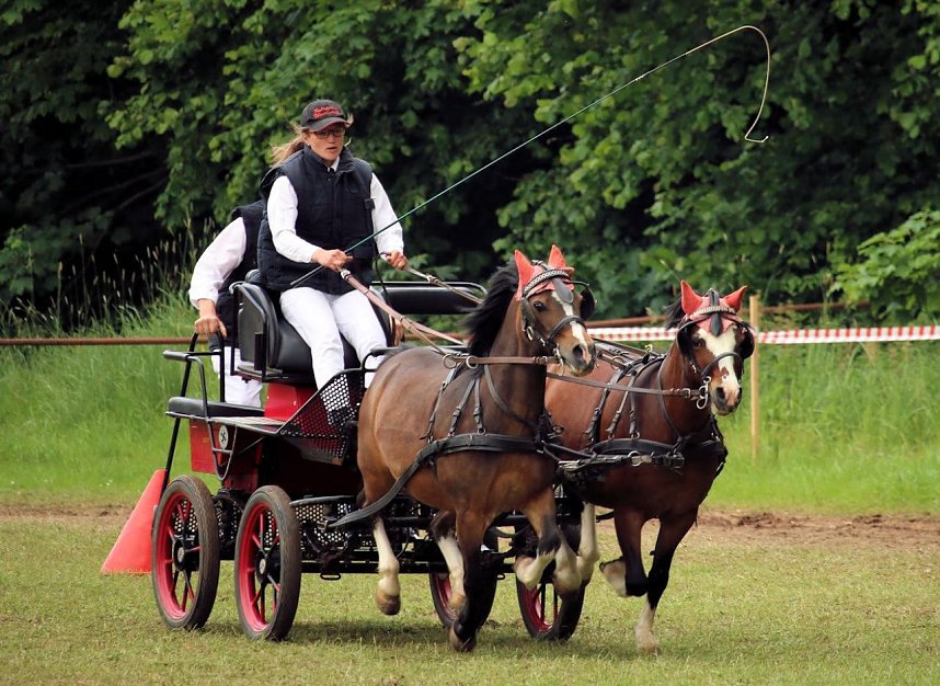 Pferde, Pferde und nochmals Pferde