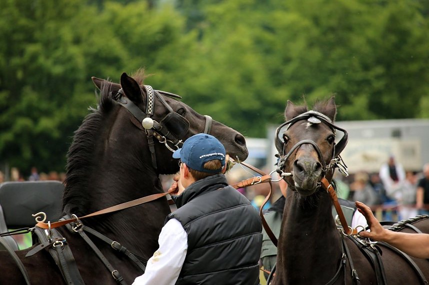 Pferde, Pferde und nochmals Pferde