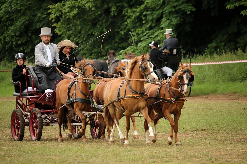 Pferde, Pferde und nochmals Pferde