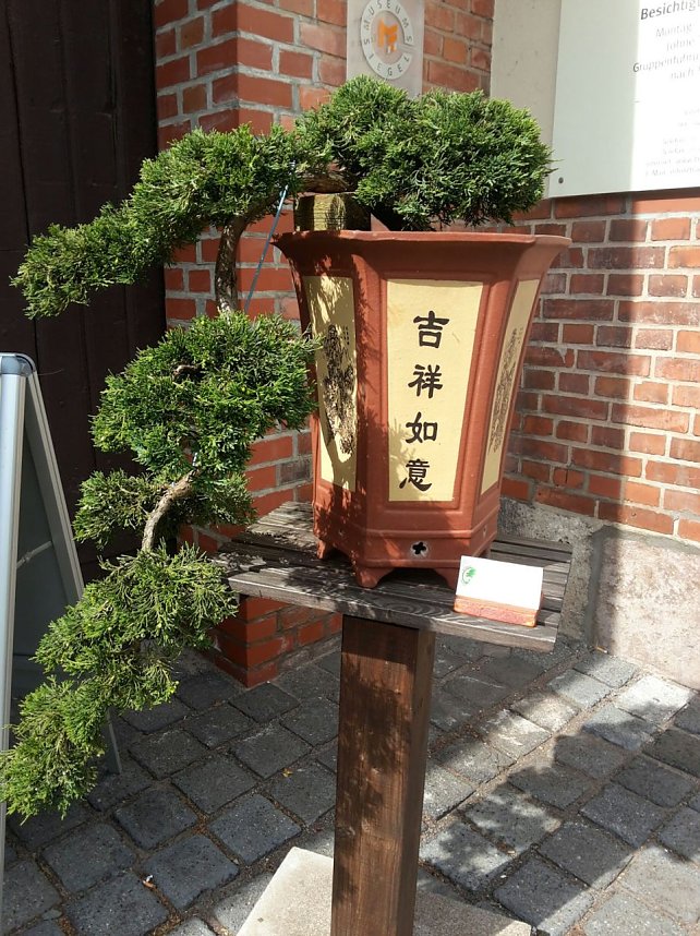 Bonsai in der Brennerei