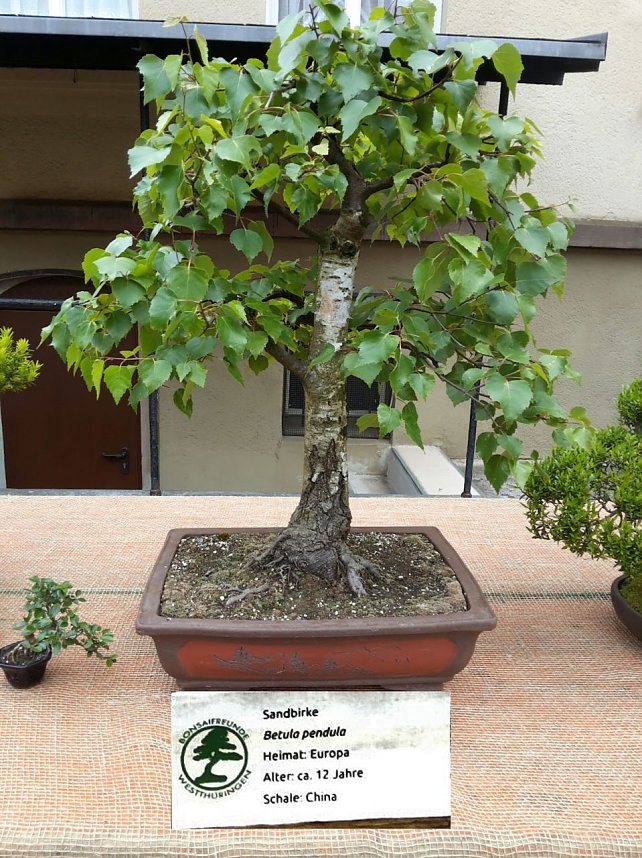 Bonsai in der Brennerei