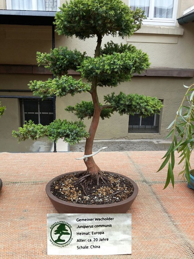 Bonsai in der Brennerei