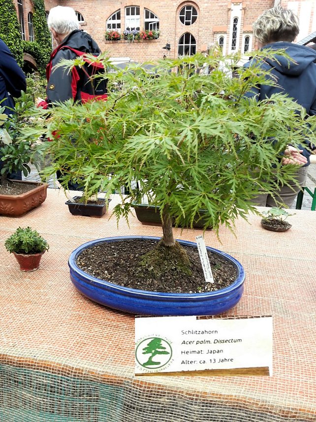 Bonsai in der Brennerei