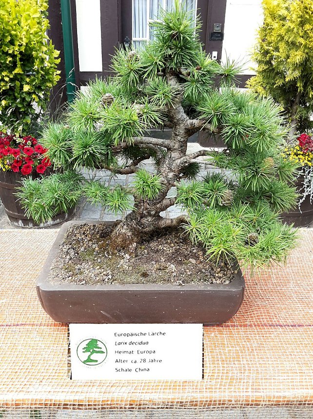 Bonsai in der Brennerei