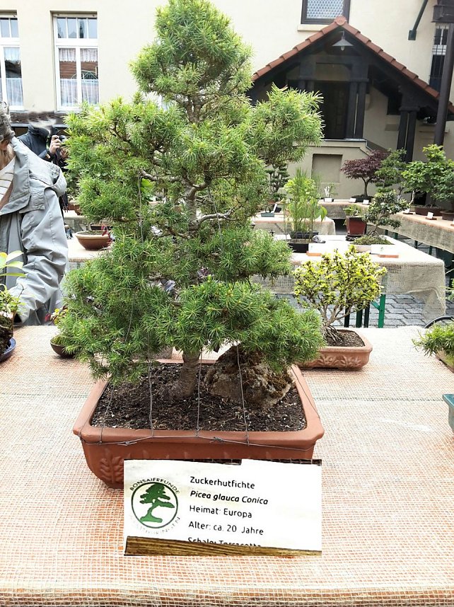 Bonsai in der Brennerei
