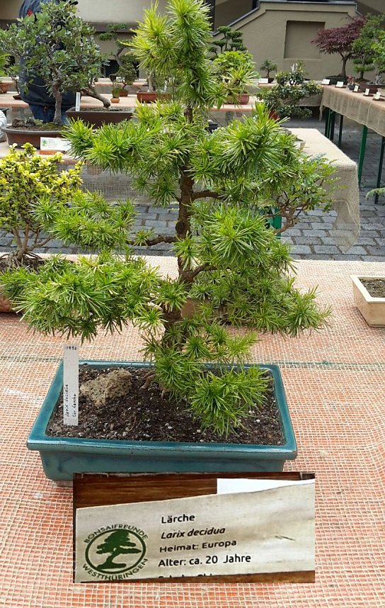 Bonsai in der Brennerei