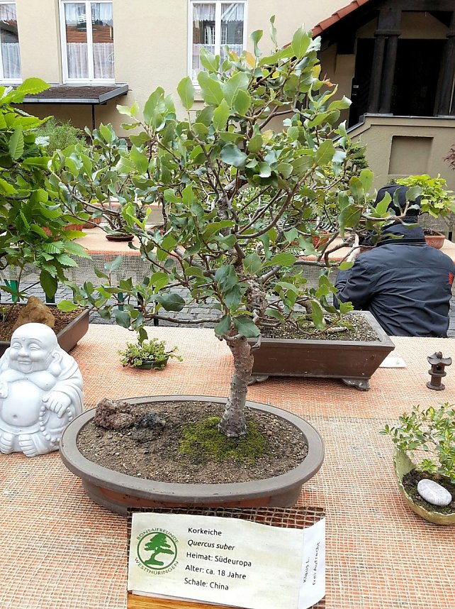 Bonsai in der Brennerei
