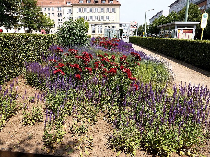 Bl&uuml;tenpracht in Nordhausens Promenade