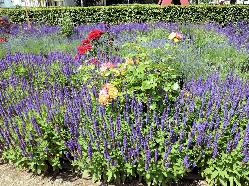 Bl&uuml;tenpracht in Nordhausens Promenade