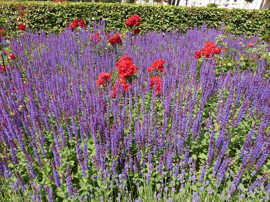 Bl&uuml;tenpracht in Nordhausens Promenade