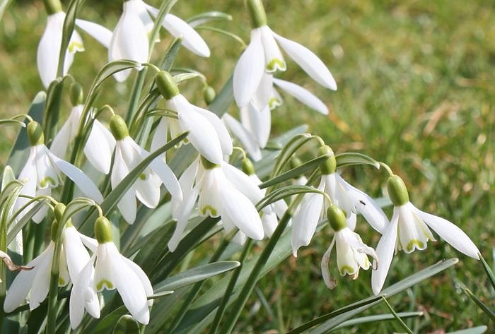 Gr&uuml;&szlig;e vom Fr&uuml;hling