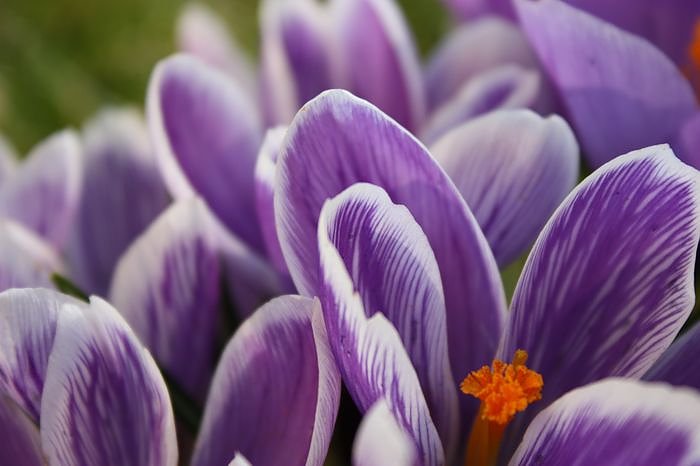 Gr&uuml;&szlig;e vom Fr&uuml;hling