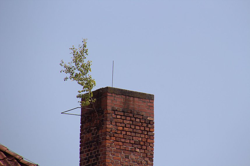 Oldtimer im Schlosspark