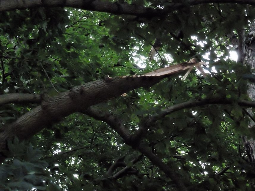 Unwettersch&auml;den in Nordhausen