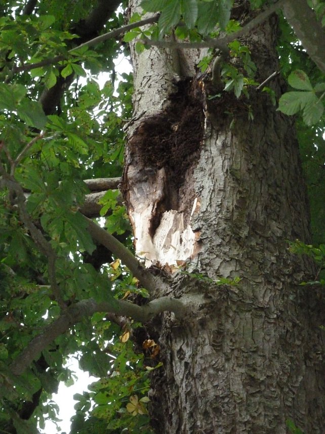 Unwettersch&auml;den in Nordhausen