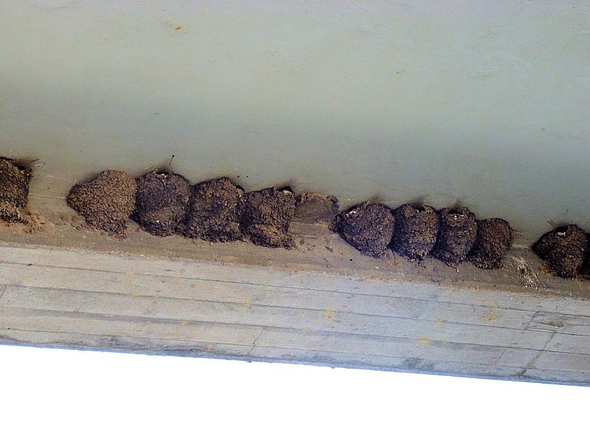 Peter Blei unterwegs: Plau am See