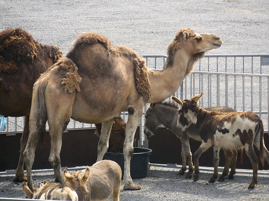 Zirkus in Nordhausen