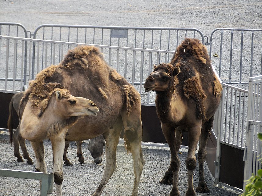 Zirkus in Nordhausen