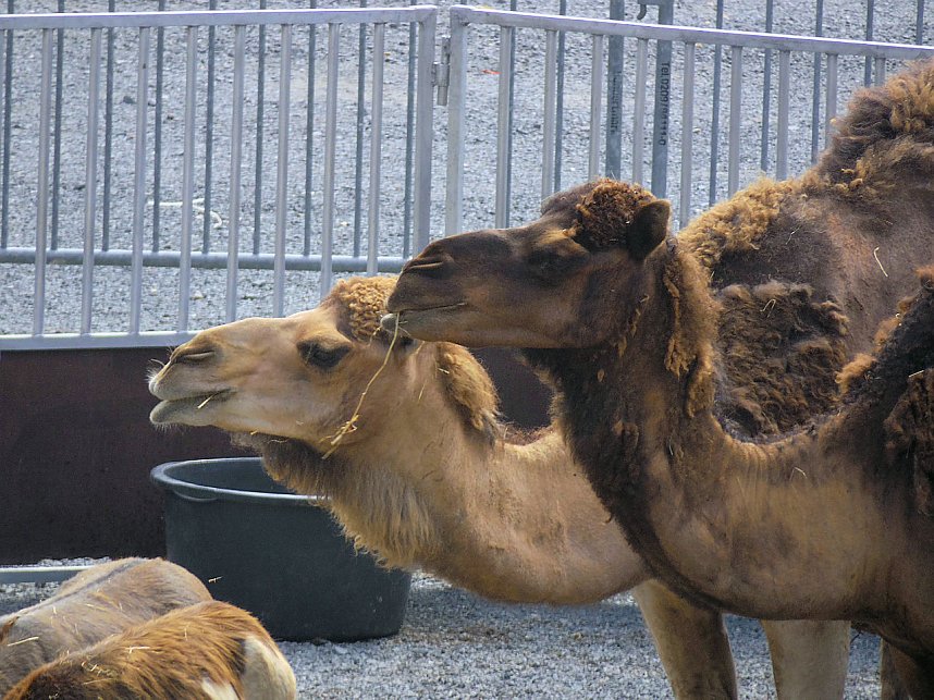 Zirkus in Nordhausen