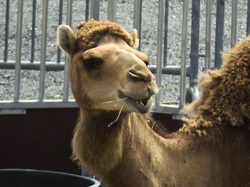 Zirkus in Nordhausen