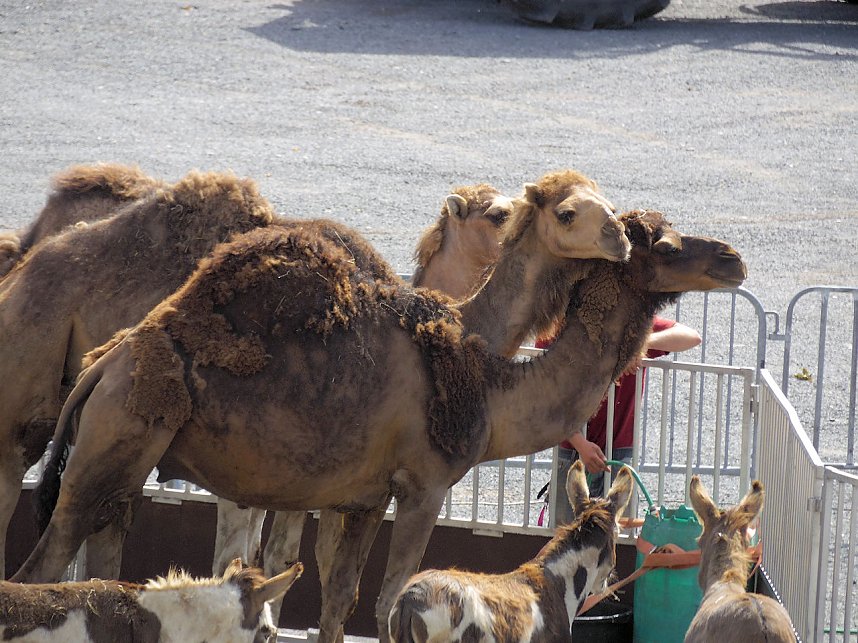 Zirkus in Nordhausen