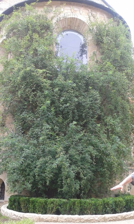 Der Tausendj&auml;hrige Rosenstock