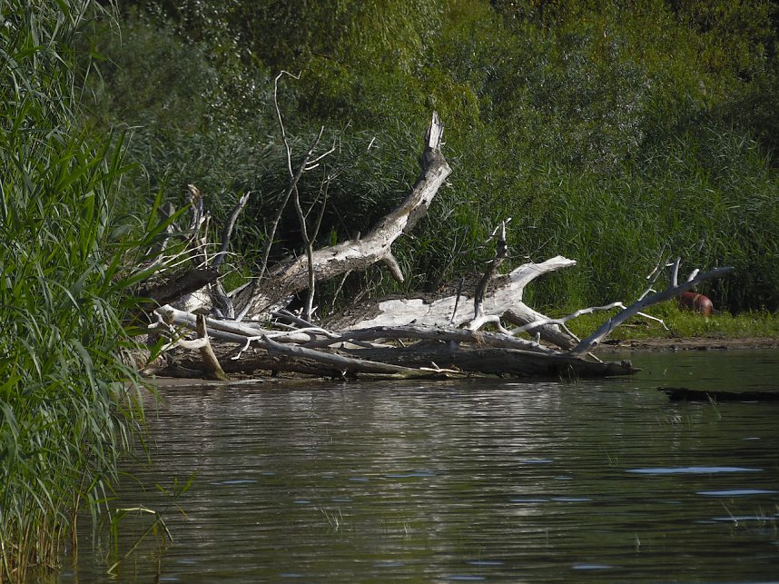 Impressionen am Muldenstausee