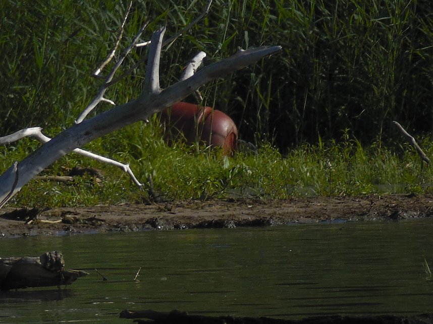 Impressionen am Muldenstausee