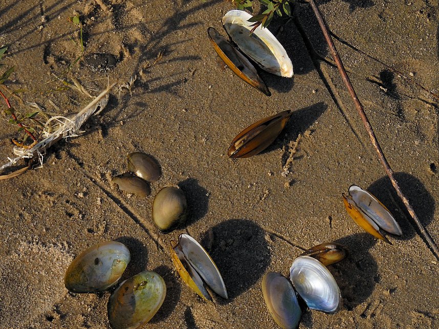 Impressionen am Muldenstausee