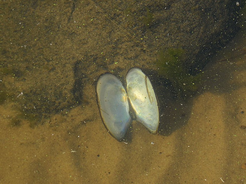 Impressionen am Muldenstausee