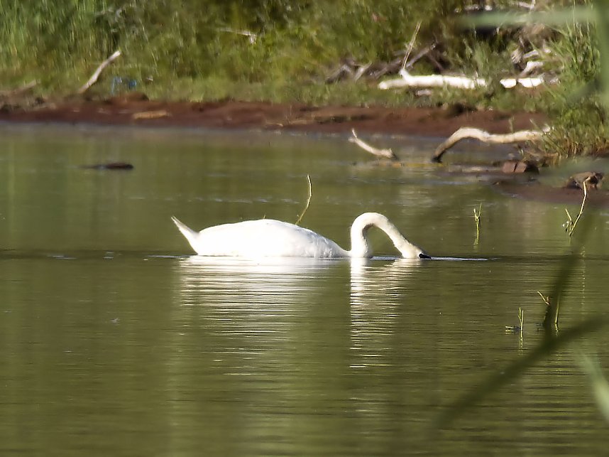 Impressionen am Muldenstausee